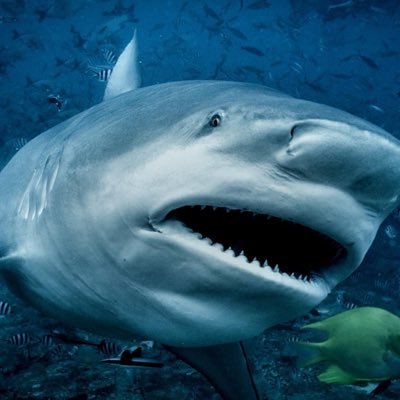 GarlotsBack's profile picture