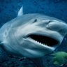 Фото профиля man-eating bull shark