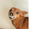 Edvard Weiss's profile picture