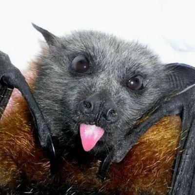 Bats Nightly 🇵🇸's profile picture