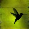 🐦‍⬛ profil fotoğrafı
