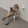 Igor Bardales's profile picture