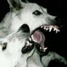 IR_9's profile picture