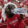 Фото профиля Ellie The Crimson Tide Cat