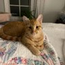 Fancy Nancy 1160's profile picture