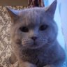 Серый сКотик's profile picture