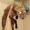 Mikkel rev 🦊's profile picture