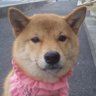 チャタロウ 的头像