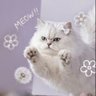 Фото профиля ᵖˡˢ Blossim 波嬋🤲🏻🐰