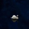 n's profile picture
