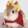The Bonnie king's profile picture