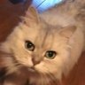 ももにゃん's profile picture