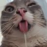 GHOSTIE × Birthday Subathon's profile picture