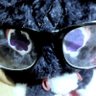 alicx's profile picture