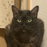 Profilbild von mercury sachi