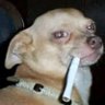 brat's profile picture