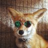 NEET Fox's profile picture