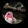 Huthal profil fotoğrafı
