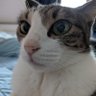 Profilbild von アズニャン