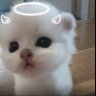 Profilbild von LemonDango（不看我简介我就锤你脑壳