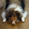 さだ's profile picture