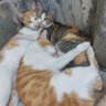 chy profil fotoğrafı