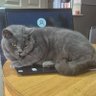 Superbia in Proelio's profile picture
