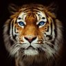 Profilbild von S aldaher Makina
