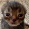 ًkap's profile picture