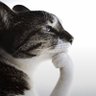 Thinking Cat $HMM 的头像