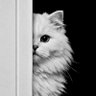 h.t. profil fotoğrafı
