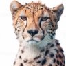 دختر ايران's profile picture
