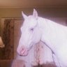 Profilbild von lynchian horse