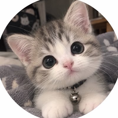 Kucing imut's profile picture