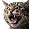 Agressivecat profil fotoğrafı
