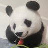 pantantan 的头像