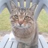 にゃんこなべ@(^_^) profil fotoğrafı