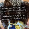 Mashal profil fotoğrafı