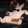 I am Legend's profile picture