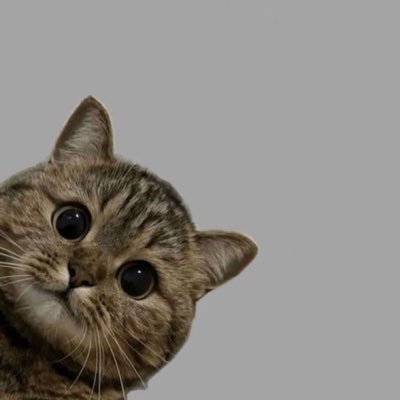 academiccatt's profile picture