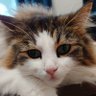時雨's profile picture