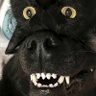 CJ's profile picture