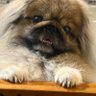 Profilbild von ペキニーズのSIMBA🦁祝🎈4歳✨