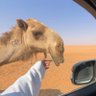 محمد العتيبي 的头像