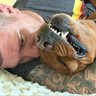 Sox and Dogs's profile picture