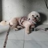 KamilPeanut 🐶🐕‍🦺's profile picture