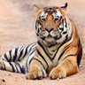 🇮🇳 Rohan Purushottam Chauhan 🚩's profile picture