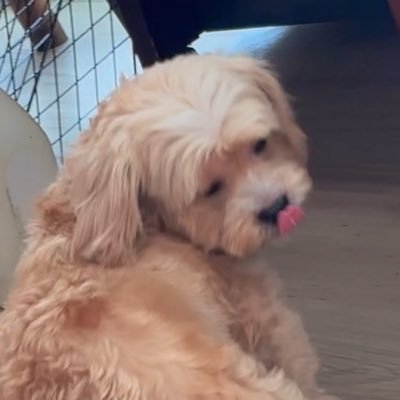 𝙨𝙝𝙞바. 𓏲𑁘▪︎°•🐶🐱•°▪︎𓏲𑁘's profile picture