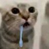 Funny Kat profil fotoğrafı