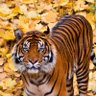 troptember profil fotoğrafı